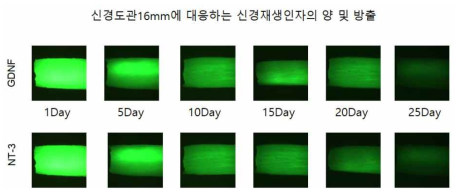 BDNF와 NT-3 신경재생인자의 신경도관 방출거동