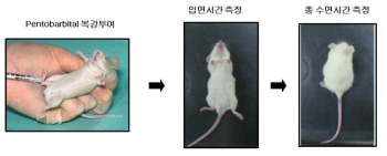 Pentobarbital 유도 수면 동물 모델