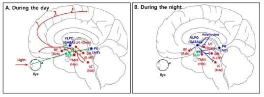 수면/각성 조절 기전