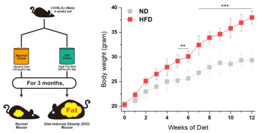 (좌) 비만유도 마우스 동물모델을 만드는 모식도 (우) 일반 마우스(ND; Normal Diet) 비만유도 마우스 동물모델(HFD; High Fat Diet)의 시간에 따른 체중 그래프