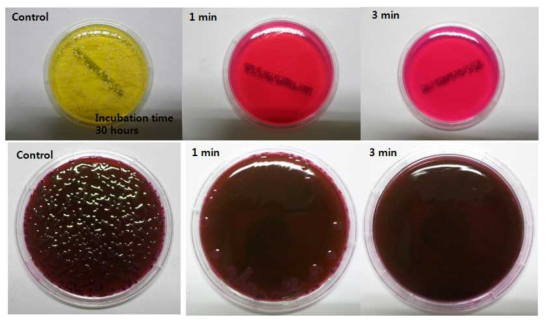 (상) 황색포도상구균과 (하) 대장균의 살균효과