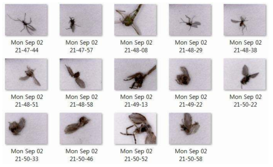 9월 1일 대전 용운동 옥외 시제품 (BlueLED off)에서 유도된 곤충들 사진