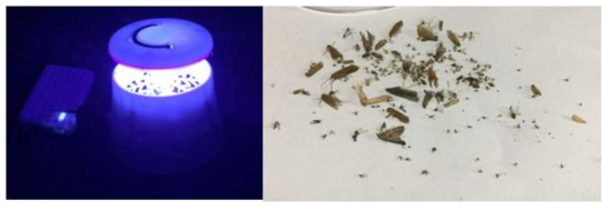 (좌) 시중에 판매되는 자외선 LED 포충기 (가격 1.0만원) 동작 사진 (우) 자외선 LED 포충기를 네 시간 동안 정읍시립박물관 주차장에서 동작 시 포집된 곤충들