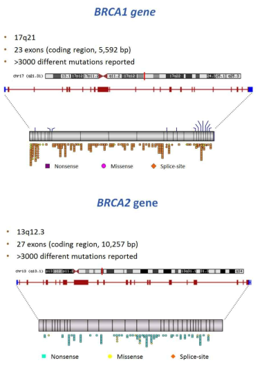 BRCA1/2 유전자 구조와 primer 고안