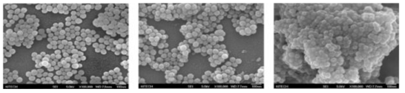 APTES 개질 후 (좌), BiBB 개질 후의 실리카 나노입자 (중앙) 와 ATRP 중합된 실리카 나노입자(우)