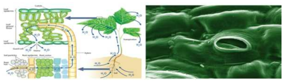 식물의 증산작용과 잎의 기공 SEM 사진(leavingcertbiology.net)