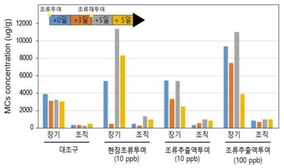 유해조류 급여 후 이매패류 내 마이크로시스틴 농도