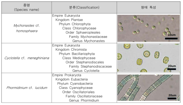 우점 녹조원인생물 배양체 확립 종주 분류 결과
