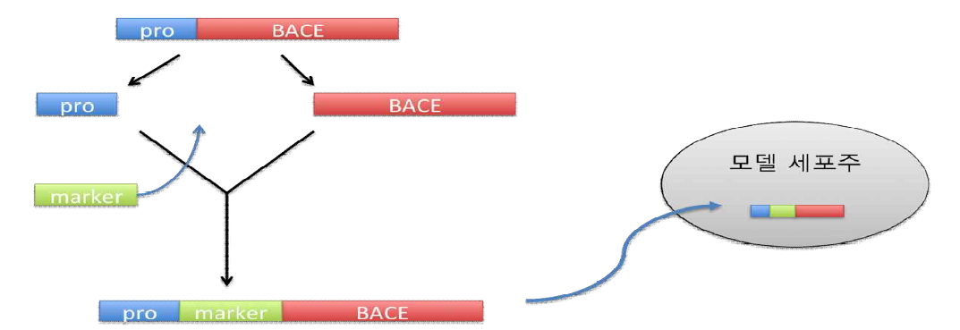 Luciferase를 마커로 활용한 BACE 발현 확인 유전자 시스템 제작. Pro, promoter binding region; marker, luciferase gene; BACE, 아밀로이드 베타 생성 단백질 (이 그림에서는 유전자를 의미함)