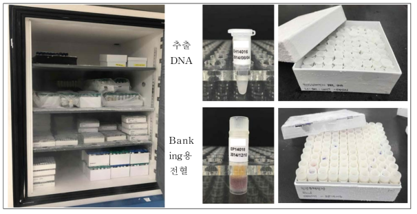수집된 추출 DNA 및 Banking용 전혈 및 보관 형태