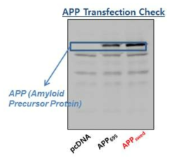 치매세포모델의 target gene contruct harboring 점검. Vector만 넣어준 세포에 비해 APP695 cell과 APPswe cell 모두 APP 발현이 증가되는 것을 확인함