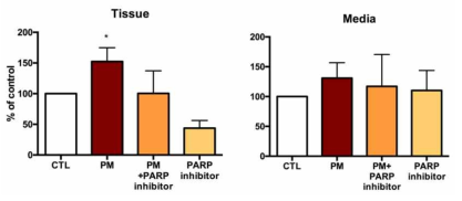치매 모델 쥐의 해마조직배양에서 PM이 아미로이드의 증가를 높이며, PARP억제제가 이를 막을 수 있다는 것을 확인함. PM의 치매병리 악화기전이 PARP 활성을 통해서라는 사실을 강력히 시사함