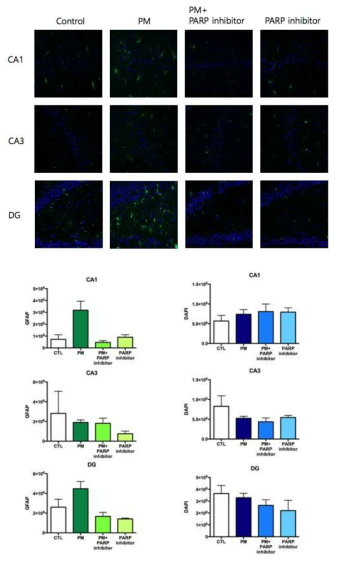 치매 쥐 해마조직 배양에서 해마의 부위별로 PM이 astrocyte를 activation시키는 것을 확인함. 특히 이러한 변화는 CA1과 dentate gyrus (DG)에서 뚜렷했으며, PARP 억제시 이러한 현상이 억제됨