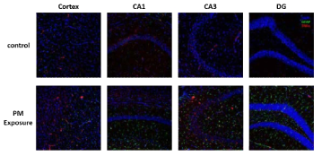노출 챔버를 활용하여 미세먼지 노출에 의한 in vivo 모델에서의 신경염증 반응 (교세포 활성, 종양괴사인자의 발현)이 증가함을 확인함