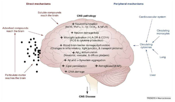 대기오염 물질이 뇌에 영향을 미치는 생물학적 기전 (Block ML et al., Air pollution: mechanisms of neuroinflammation and CNS disease, Trends in Neurosciences 2009)