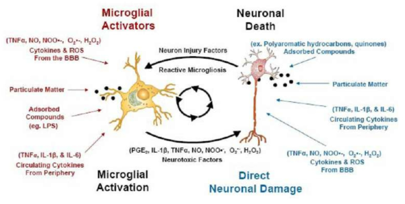 환경유해인자 신경독성 유발시 신경세포와 교세포 (microglial cell)의 상호작용 (Block et al. Air pollution: mechanisms of neuroinflammation and CNS disease. Trends in Neurosciences 2009;32(9):506-516)
