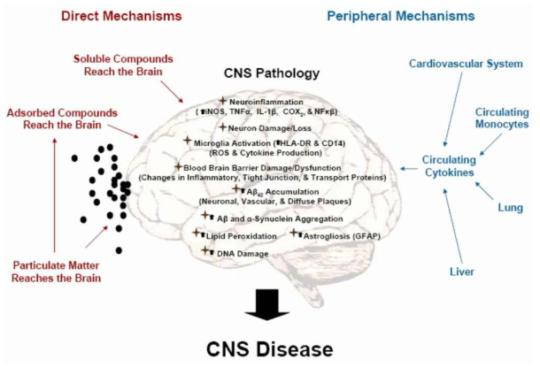 다양한 경로를 통한 대기오염물질이 뇌에 미치는 영향 (Michelle L. Block and Lilian Calderon-Garciduenas, Air Pollution: Mechanisms of Neuroinflammation & CNS Disease, Trends Neurosci., 32(9): 506–516, 2009)