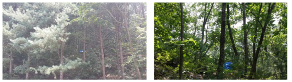 강원대학교 학술림 내 침엽수림토양(왼쪽) 및 활엽수림토양 실험장소(오른쪽)