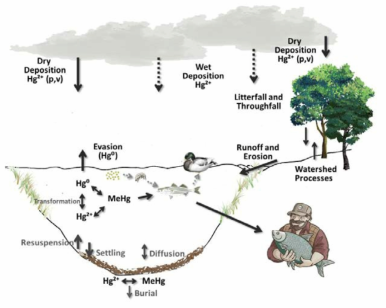 수생태내 수은의 유입경로와 각 매체 내 수은 종변화