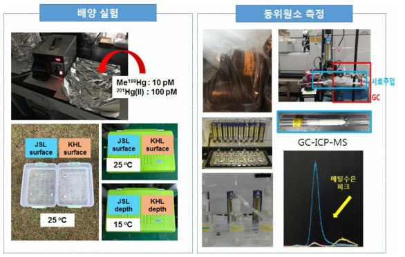 수은의 유기화무기화 속도상수를 구하기 위한 배양실험 및 동위원소 분석법