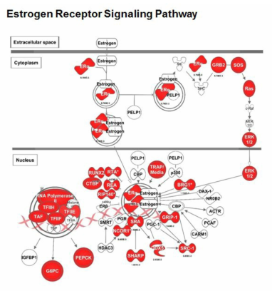 IPA에 기반한 ECC-1 특이 세포 유형에서 에스트로겐 수용체 신호 경로 모델