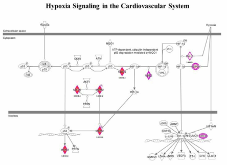 IPA에 기반한 심혈관계 시스템 저산소증 신호 경로 모델