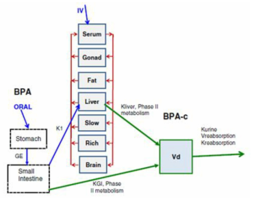 Fisher et al. (2011)의 비스페놀 A PBPK 모델 구조