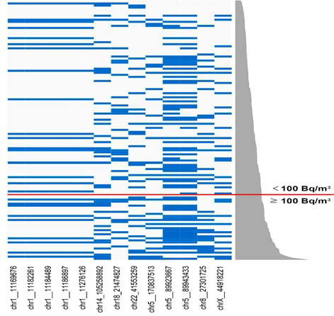 전체인원에서 100Bq/㎥기준 유의한 차이를 보인 SNP의 Heatmap