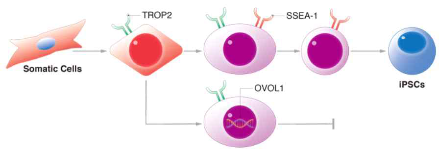 TROP2, SSEA-1 발현 시 iPS가 유도, OVOL1 발현 시 iPSC 유도 억제