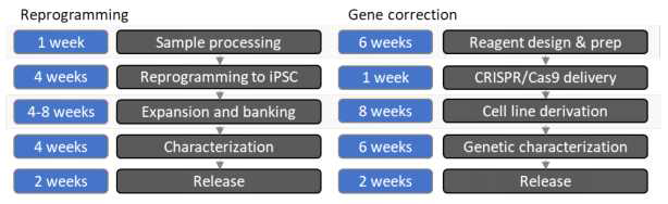 iPSC 리프로그래밍과 유전자 교정의 타임라인