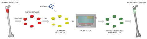 Segmental additive tissue engineering(SATE)