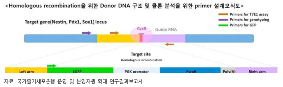 유전자가위기술(CRISPR/Cas9) 이용 줄기세포 연구 내용