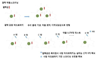 전분화능줄기세포 유래 마크로파지 이용 결핵약물 스크리닝 모식도