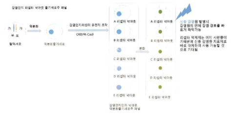 감염인지 리셉터 삭제 역분화줄기세포주 패널 모식도