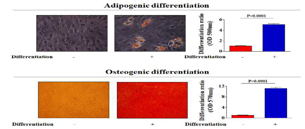 조골 및 지방 세포로의 분화 유도를 통한 자궁/편도 줄기세포의 분화 능력 확인