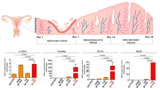 기존 제대혈 및 지방 줄기세포와 자궁 줄기세포 간의 줄기세포성 관련 유전자 분석