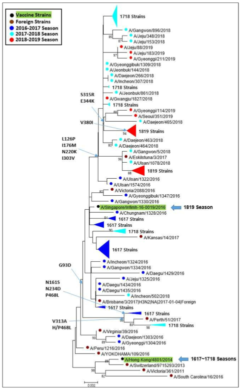국내 인플루엔자바이러스 A/H3N2 NA 유전자 계통분석
