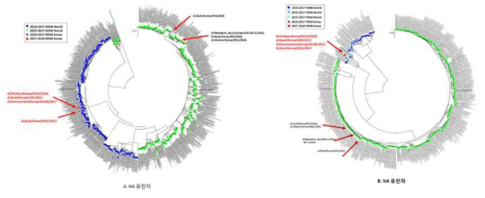 국내 발생 고병원성 조류인플루엔자 H5N6형 유전자 계통분석