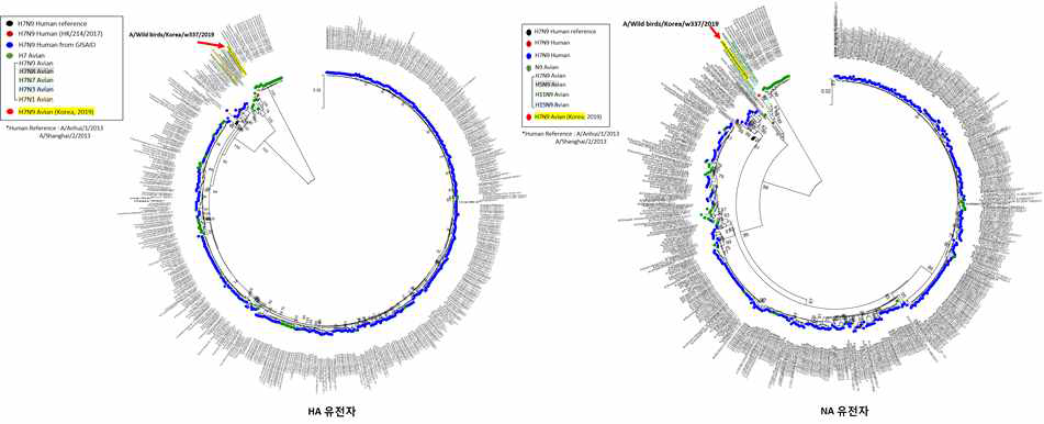 국내 발생 조류인플루엔자 H7N9형 유전자 계통분석