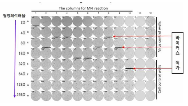 Focus reduction assay 모식도