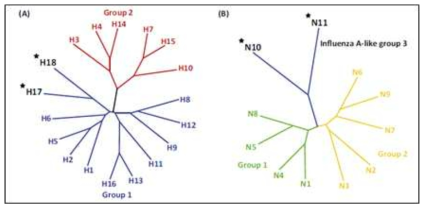 A형 인플루엔자 바이러스의 HA(A) 및 NA(B) 유전자 (Wu Y 등, 2014)