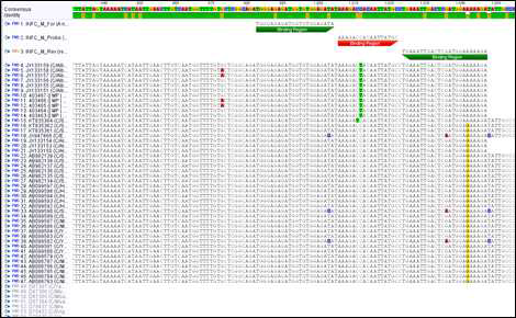 Real-time RT-PCR을 위한 인플루엔자 C 바이러스 MP 유전자 타겟 부위