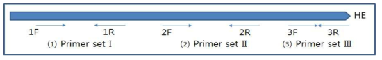인플루엔자 C형 바이러스 HE 유전자 프라이머 모식도
