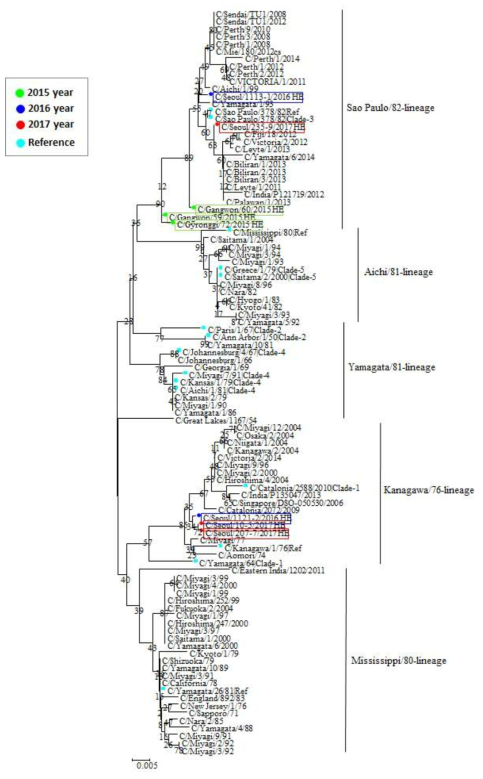 국내 인플루엔자 C형 바이러스의 HE　phylogenetic tree