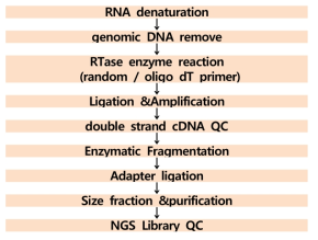 cDNA library 제작과정