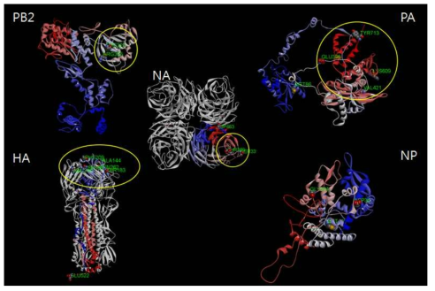 Mouse-adapted 인플루엔자 바이러스(MA_SW)의 아미노산 변이 유전자 (PB2, PA, HA, NA, NP)의 3차원 구조 분석 결과