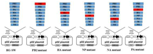 SW 바이러스를 backbone으로 제작한 재조합 바이러스(RG_SW, PB2 mutant, HA mutant, NP mutant, NA mutant)