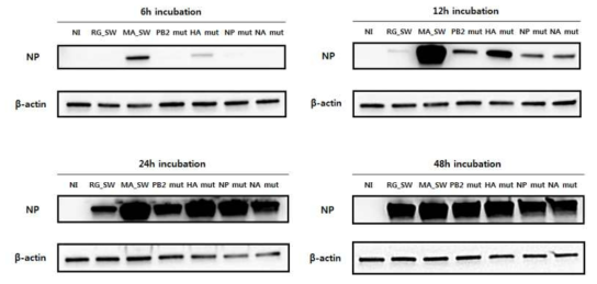 재조합 바이러스의 시간에 따른 NP 단백질 발현량