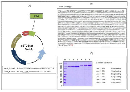 VvhA 재조합단백질 생산