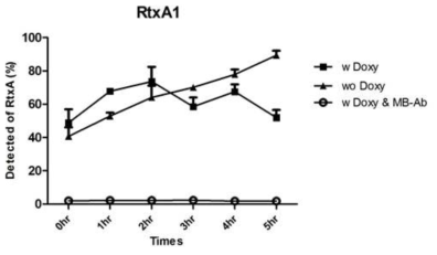 감염 동물 혈청내의 RtxA1 농도. 양성 대조군으로 rRtxA1을 normal mosue serum에 희석 후 200ng/well로 96well plate에 coating하여 mAb를 이용하여 ELISA. Doxycycline을 처리한 그룹과 처리않한 그룹에거 각각 매시간 채취한 혈청을 96well plate에 coating 후 동일한 방법으로 ELISA. 각각의 측정된 값은 양성대조군 대비 백분율로 계산하여 측정. 음성대조군으로는 noraml mouse serum에 BSA (1ug/well)를 혼합 후 측정. Doxycycline 처리 그룹은 MB-AB 복합체(20ul)를 2분간 처리 후 supernatant에 남은 RtxA1 측정